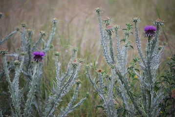 Wall Mural - Onopordum, Cottonthistle, Thistle Plant Portrait