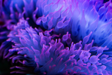 Full Frame Shot Of Purple Flowers