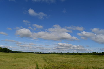 Sticker - Green Spring Field