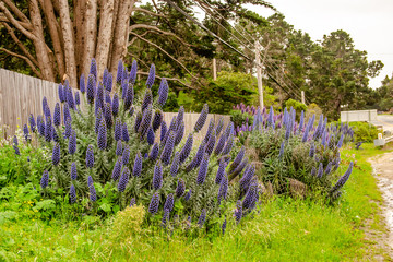 Canvas Print - Beautiful Echium Candicans flowers growing near the fence in California