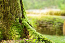 Close-up Of Moss Growing On Tree Trunk