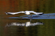 Close-up Of Seagull Flying Over Lake