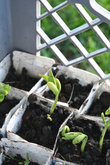 Canvas Print - Green Bean Sprout