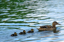 Ducks Swimming On Lake