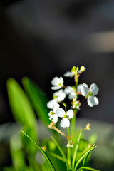 Canvas Print - Chinese arrowhead (Sagittaria graminea) in blooming