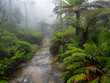 Landscape orientation of foggy pathway in Blue Mountain National Park, New South Wales, Australia.