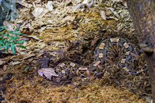 The Gaboon Viper (Bitis Gabonica) Is A Viper Species Found In The Rainforests And Savannas Of Sub-Saharan Africa.
Like All Vipers, It Is Venomous. It Is The Largest Member Of The Genus Bitis.