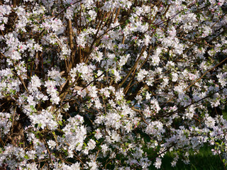 Wall Mural - white flowers on blooming apple trees in the garden