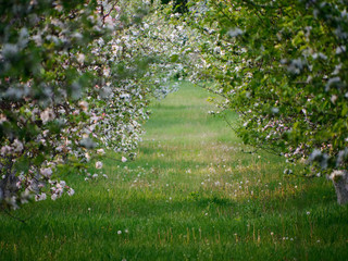 Wall Mural - white flowers on blooming apple trees in the garden