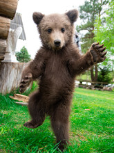 A Small Wild Bear Cub Stood On Its Hind Legs
