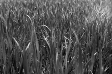 Black White Cultivated Field Of Young  Wheat In The Morning