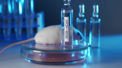 Wall Mural - White laboratory mouse with a vial of vaccine or medicine for coronavirus.