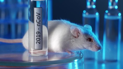 Wall Mural - White laboratory mouse with a vial of vaccine or medicine for coronavirus. The concept is the development and testing of a vaccine or drug for the treatment of coronavirus. Animal Drug Testing