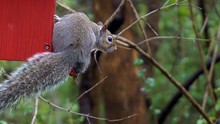 Close-up Of Squirrel At Birdhouse