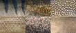 Fish scales. Skin of perch, zander, pike, carp, silver carp, bream. Fishing camouflage pattern
