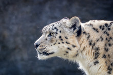 Adult Snow Leopard Side Profile