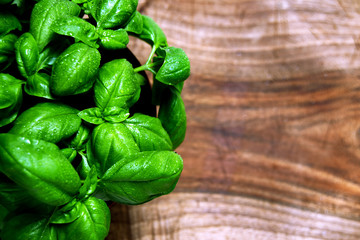 Green leafs of Genovese basil (Ocimum basilicum) culinary herb