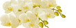 White Orchid flowers with buds on a white background