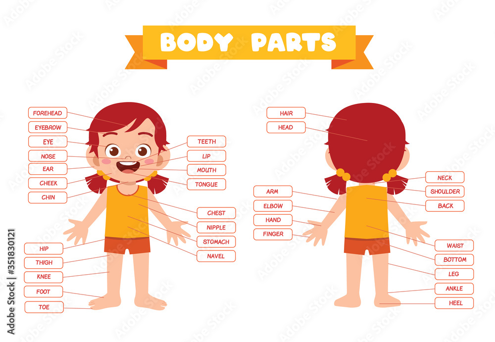 happy cute kid girl body part anatomy Stock Vector | Adobe Stock
