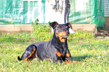 Pinscher dog outdoor.