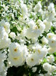 Ramblerrosen in Weiß in der Morgensonne - Blütezeit im Frühling - weiße Kletterrosen 