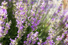 Closeup Of Lavender Flowers. Blooming Lavender Close-up. Beautiful Purple Lavender Flowers In Sunlight.