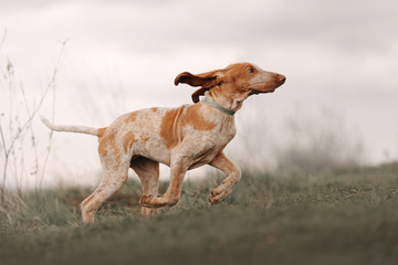 funny young bracco italiano puppy running on a field