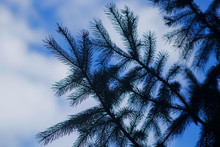 Blue Skies And Pine Trees, Himalayan Forest