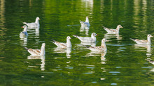 A Flock Of Seagulls Floating On The Green Water Of A Park Pond.