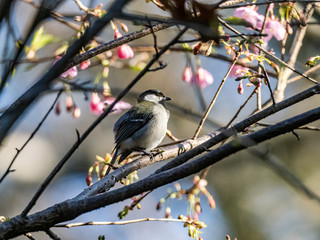 Parus minor Japanese tit in a cherry tree 2