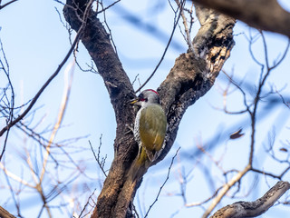 Japanese green woodpecker in a forest tree 2