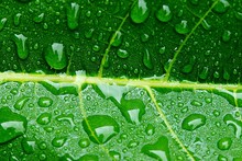 Full Frame Shot Of Fresh Green Leaf With Rain Drops