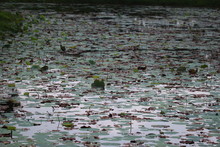 Lily Pad Floating On Pond