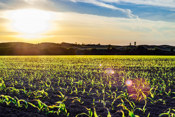 Sticker - A cultivated land with young shoots in spring sunset
