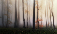Misty Morning In The Forest