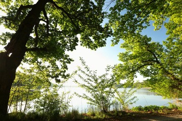 Wall Mural - Spring oaks on the lake shore highlighted by the rising sun