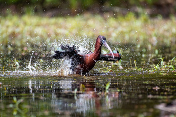 Wall Mural - At distance, Glossy Ibises look uniformly dark, but a close look in good light reveals stunning colors: deep maroon, emerald, bronze, and violet. This long-legged, long-billed bird forages in flocks.