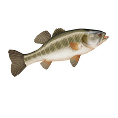 poisson, black bass  , animal, pêche, aliment, eau, eau douce, blanc, nature, aquarium, fleuve, attraper, frais, brut, ailette, blatte, mer, le perche, bouche, caillée, queue, fond blanc, lac