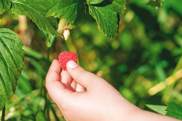 Close up of child hand harvesting red ripe raspberry. Raspberry harvest.