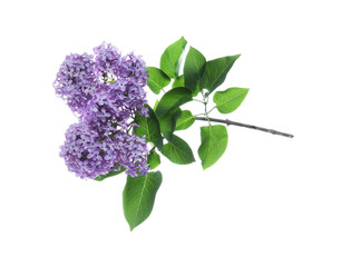  Beautiful blossoming lilac branch with leaves isolated on white