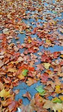 Close-up Of Autumnal Leaves On Ground