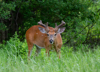 Sticker - White-tailed buck walking in a field in early summer in Ottawa, Canada