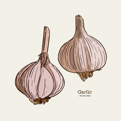 Sticker - Garlic, hand draw sketch vector.