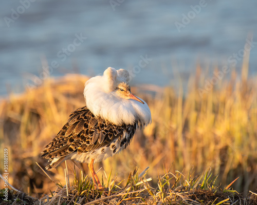 Cuadros en Lienzo Male ruff showing its feather collar in mating season
