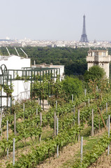 Canvas Print - ----La Tour Eiffel