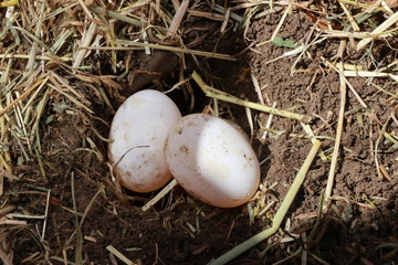 Eggs in a nest of a Hermann's tortoise (Testudo hermanni)