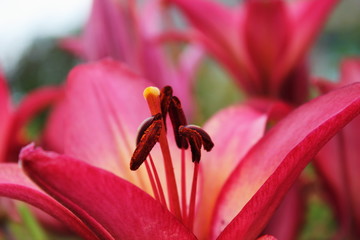 flower Lily