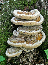 Close-up Of Bracket Fungus On Tree