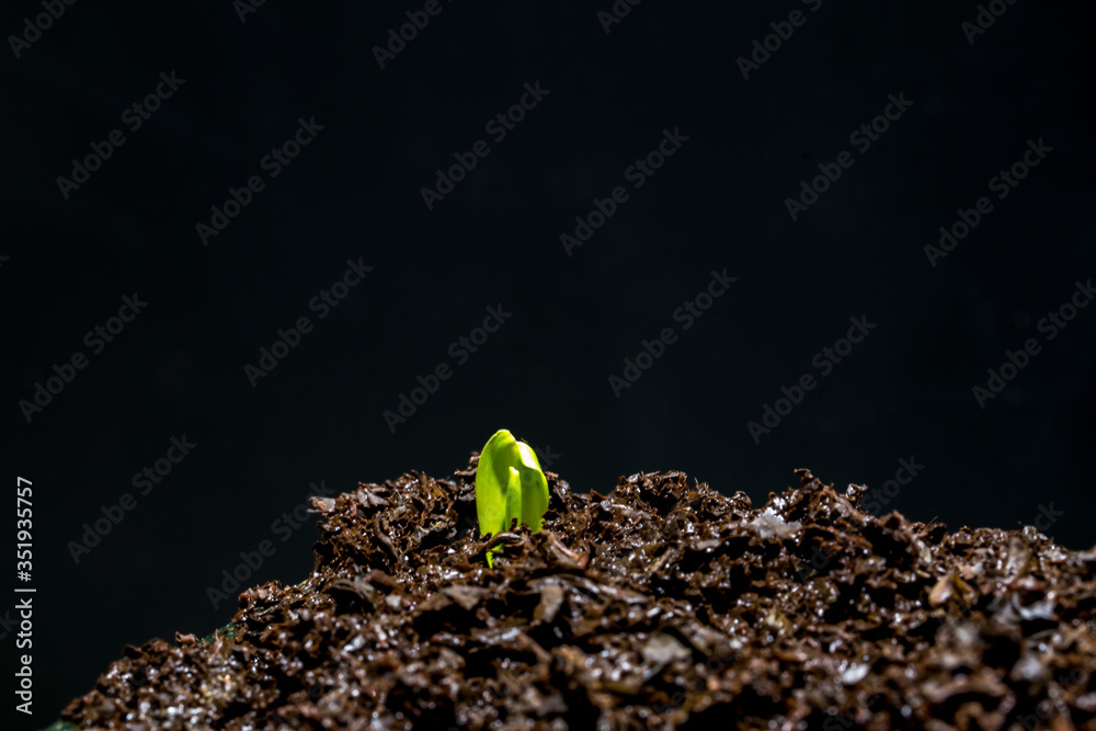 Little plant growing on soil with sunlight Stock Photo | Adobe Stock