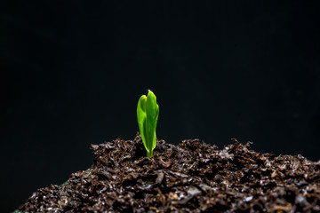 Wall Mural - Little plant growing on soil with sunlight